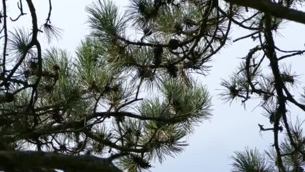 Sharp High Contrast Shot Long Needle Pine Branch Kinglet Flying — Stock Video