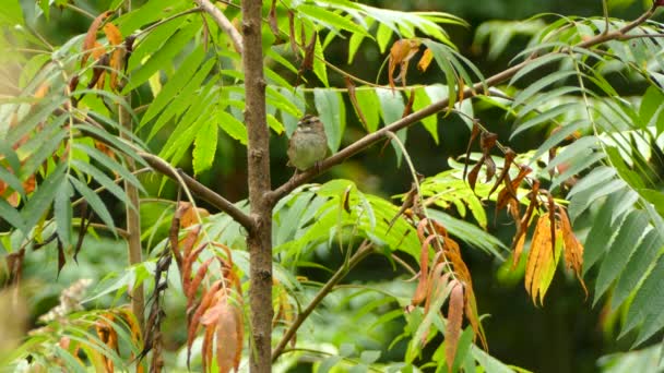 Sparv Fågel Står Lugnt Gren Höst Med Bokeh Natur Bakgrund — Stockvideo