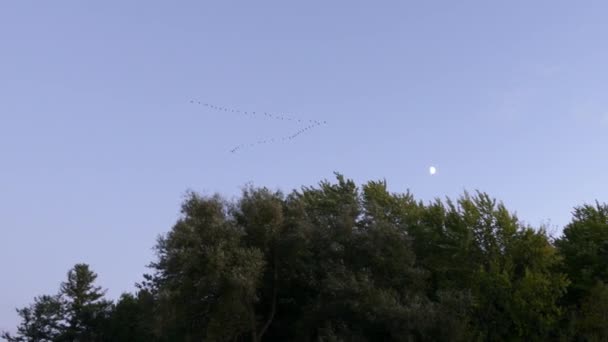 Bandada Aves Forma Volando Sobre Línea Del Bosque Través Luna — Vídeos de Stock