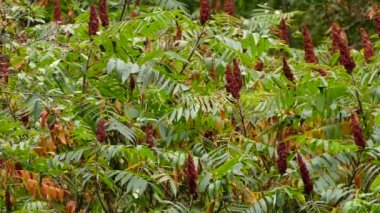 Yeşil yaprak bitkisinin arasında yetişen kırmızı, gür, güzel çiçekler.