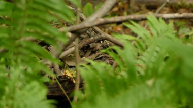 Küçük kahverengi çalı kuşu ölü ağaç kabuğundan hızla geçiyor.