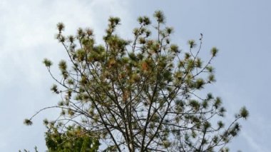 Çalı çam ağacının tepesinde bir dakikalık bir çekim. Bir sürü kuş hızla hareket ediyor.