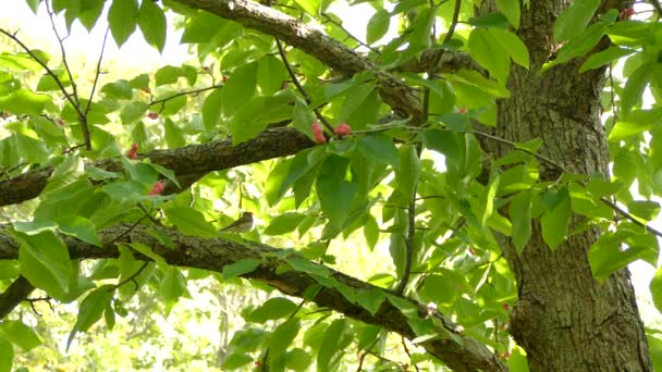 Agudo Tiro Pájaro Despegando Rama Del Árbol Magnolia Con Bonitos — Vídeo de stock