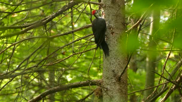 Vacker Pileated Hackspett Stor Fågel Bryta Bark Och Känsla Med — Stockvideo