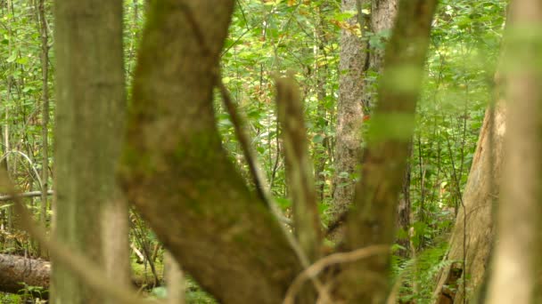 在加拿大3 3森林里 一串串毛绒啄木鸟繁衍生息的一分钟 — 图库视频影像