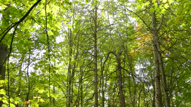 Ağaçkakan Tırmanırken Bir Dakika Kesintisiz Geniş Yapraklı Orman Görüntüsü — Stok video