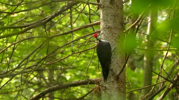 Pájaro Carpintero Apilado Busca Insectos Pino — Vídeo de stock