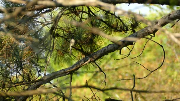 Tiny Flycatcher Phoebe Type Bird Perched Twisting Pine Tree — Stock Video