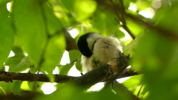 Κοφτερό Κοντινό Πλάνο Του Απολύτως Υπέροχο Chickadee Πουλί Φινίρισμα Περιποίηση — Αρχείο Βίντεο
