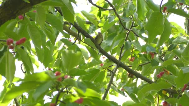 Ptaszek Stojący Drzewie Pod Ochroną Cienistego Baldachimu — Wideo stockowe