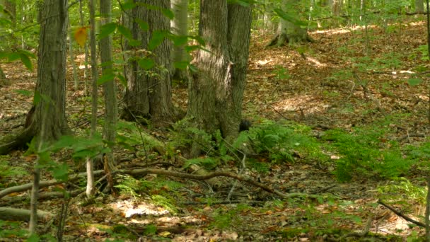 Nero Scoiattolo Rendendo Brusco Muove Sul Pavimento Della Foresta Bella — Video Stock