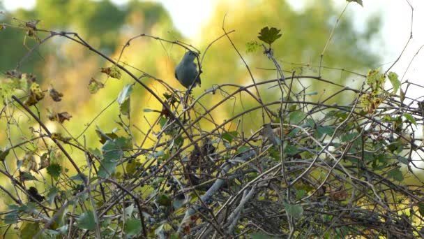 Grijze Catbird Bewegende Staart Neer Terwijl Neergestreken Met Wazige Achtergrond — Stockvideo