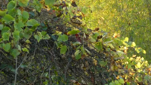 Gelbkehlchen Weibchen Zeigt Sich Kurz Scheu Dicken Herbstbusch — Stockvideo