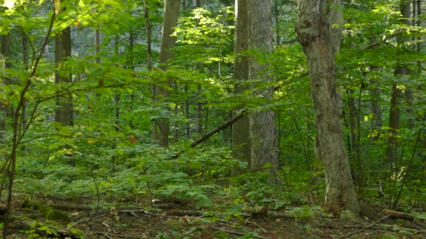 Écureuil au loin grimpant arbre tordu dans une forêt luxuriante et saine 