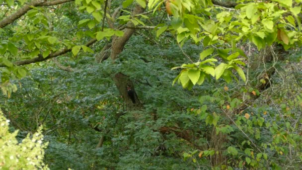 Ζευγάρι Τρυποκάρυδου Που Χοροπηδάει Στο Ίδιο Δέντρο Στο Όμορφο Φως — Αρχείο Βίντεο
