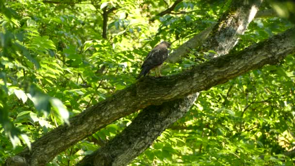 猛禽准备起飞 然后从森林里的一棵树上飞走 — 图库视频影像