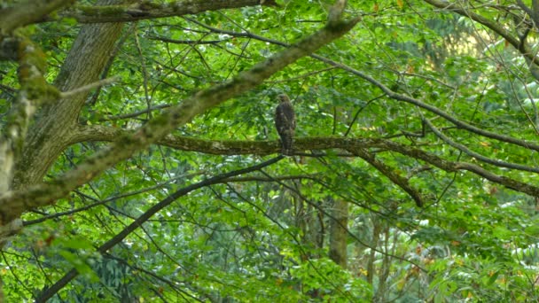 Jungfalke Hockt Auf Einem Ast Üppigen Immergrünen Wald Teil — Stockvideo
