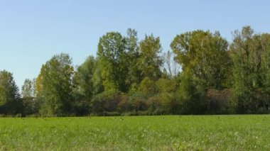 Kanada kaz sürüsü diğer benzer kuşların yanına iniyor.