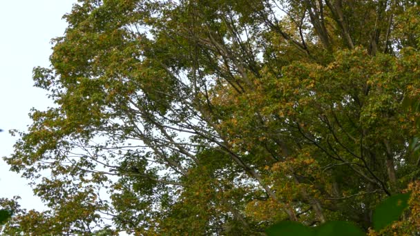 Hauts Arbres Canada Avec Une Paire Pics Pilés Survolant Les — Video