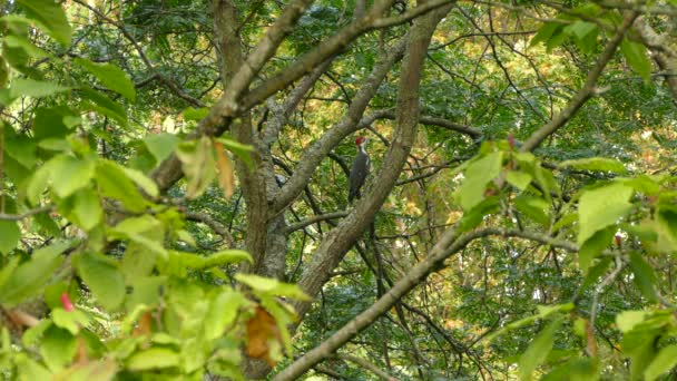 Bela Paisagem Natural Cena Árvore Aberta Floresta Pássaros Grandes — Vídeo de Stock