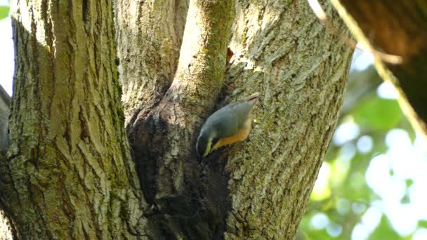 Petit Oiseau Intelligent Poitrine Rousse Nourrissant Sève Qui Fuit Arbre — Video