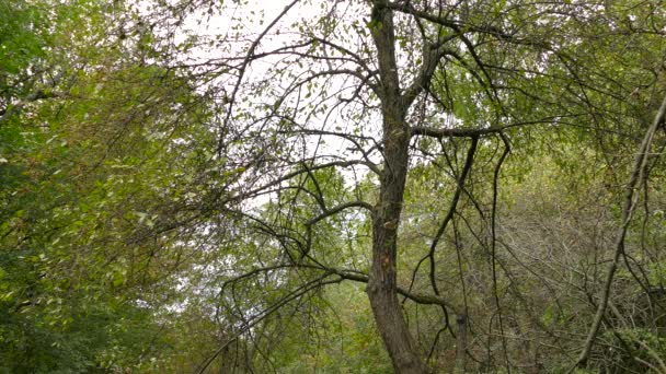 Jediný Strom Lese Otvírá Zatažený Den Kolem Létají Malí Ptáčci — Stock video
