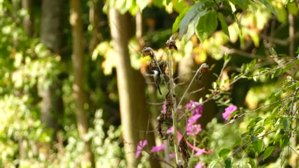 Bird Feeds Dried Flowers While Others Bloom Purple Background — Stock Video