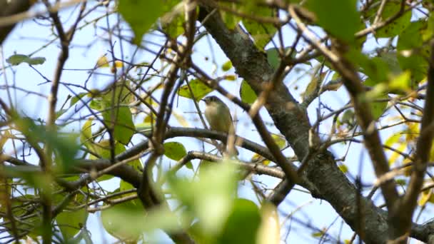 Μικρό Πουλί Flycatcher Τύπου Κοιτάζοντας Προς Όλες Τις Κατευθύνσεις Ενώ — Αρχείο Βίντεο