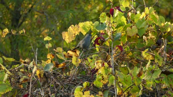 Catbird gris est sur sa garde, mais trop visible au sommet d'un buisson d'air ouvert 