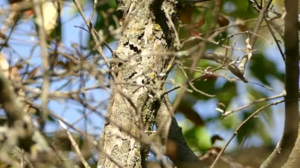 Journée Ensoleillée Brillante Montrant Des Arbres Touffus Buissonnants Avec Oiseau — Video