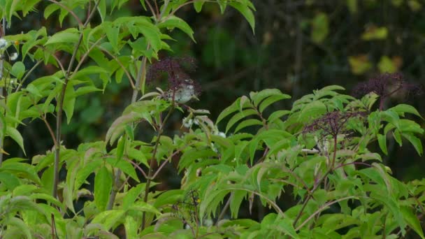 Симпатичная Птица Воробей Поднимается Ветку Питаться Крошечными Фиолетовыми Ягодами — стоковое видео