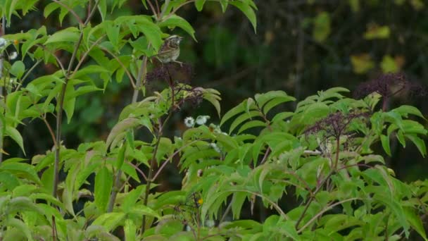 Plan Une Minute Oiseau Mangeant Petits Aliments Violets Provenant Arbre — Video