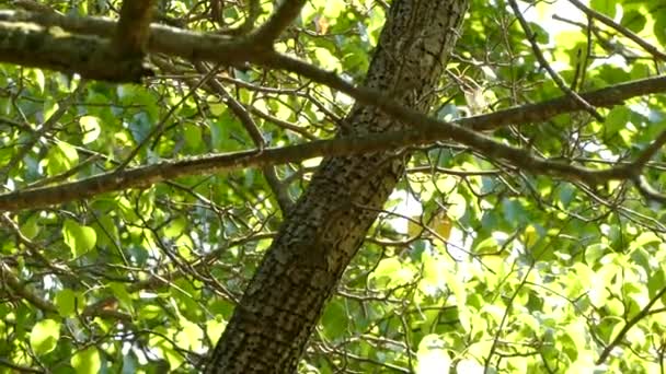 Petit Oiseau Extrêmement Rapide Attrape Mouches Kinglet Espérant Arbre Soleil — Video