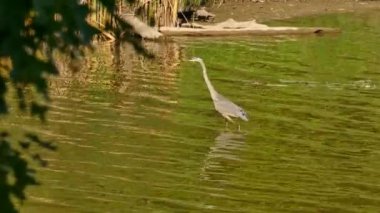 Heron 'un güneşli bir günde başarıdan önce küçük bir balık yakalama çabası.