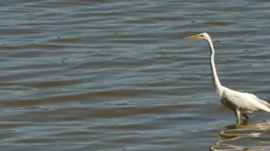 Uzun boyunlu beyaz balıkçıl kuşu sığ suda yavaş ama sabit bir tempoda yürüyor.