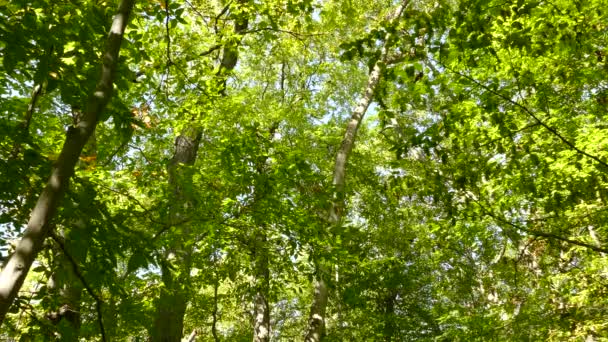 Одна Минута Выстрела Широколиственных Лесов Солнце Птиц Летающих Спорадически — стоковое видео