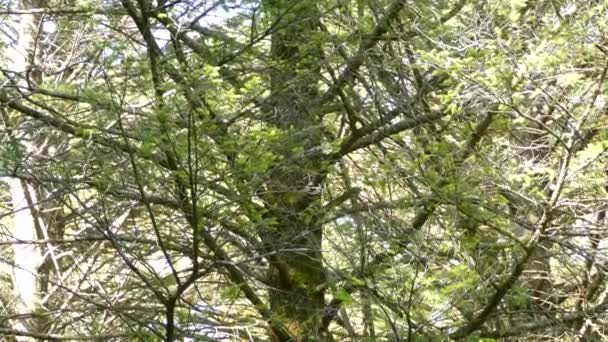 木を這う茶色のクリーパー鳥とカナダの明るい日当たりの良い森林 — ストック動画