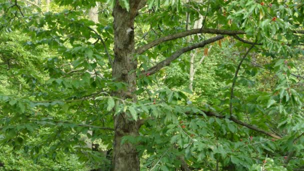 Carino Piccolo Uccello Nuthatch Cercando Beccare Duro Corteccia Grande Albero — Video Stock