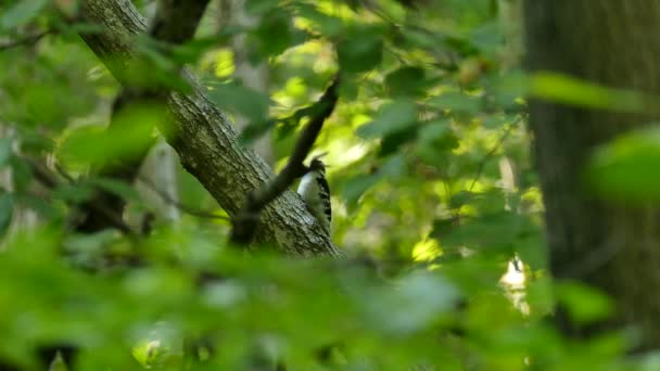緑豊かな北米の落葉樹林の中でかわいい躊躇小さなキツツキの鳥 — ストック動画