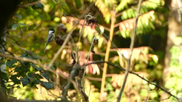 Kuş Parlak Güneşli Arka Planda Kuru Çiçeğe Basar Kısa Süre — Stok video