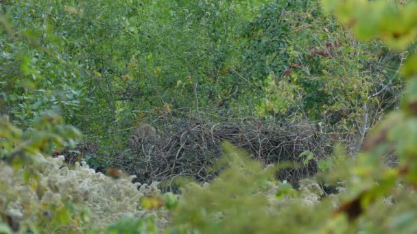 在一丛丛干枯的枝干上 浣熊活动着 轻轻地觅食 — 图库视频影像