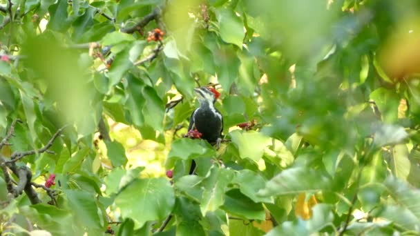 Pileated Pica Pau Prosperando Árvore Magnólia Dia Ensolarado Verão — Vídeo de Stock