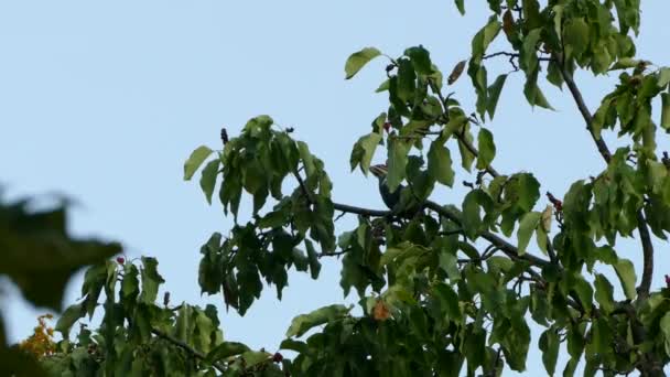 夕暮れ時のキツツキの鳥は木で作られているので離陸し 飛び去る — ストック動画