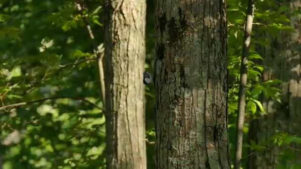 Kamerafahrt Von Weißbrustspecht Der Die Seite Eines Baumes Hinunterläuft — Stockvideo