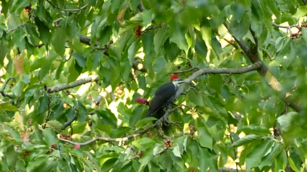 长毛啄木鸟回头看 从一个五彩斑斓的树枝上起飞 — 图库视频影像
