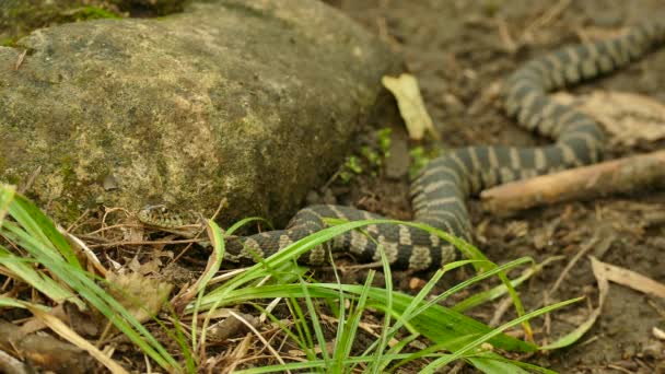 カナダの縞模様のガーターヘビのクールなショットは その顔にバグで離れてクロール — ストック動画