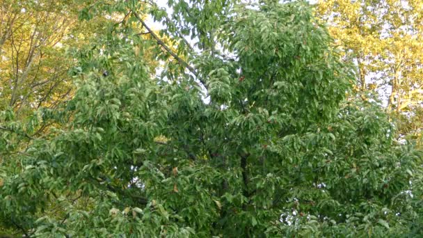 Gros Pic Qui Envole Épais Arbre Vert Feuilles Larges — Video