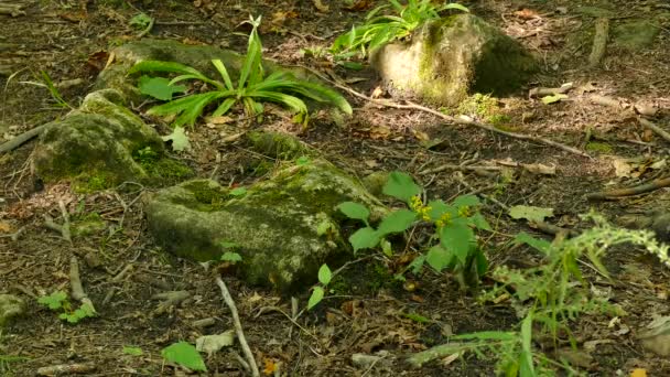 Natürlicher Waldboden Mit Steinen Und Leichtem Wind Mit Einer Schlange — Stockvideo