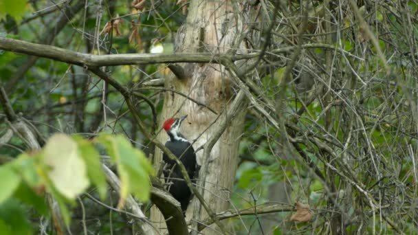 Pic enquêtant attentivement sur les sources potentielles de nourriture sur les arbres morts 