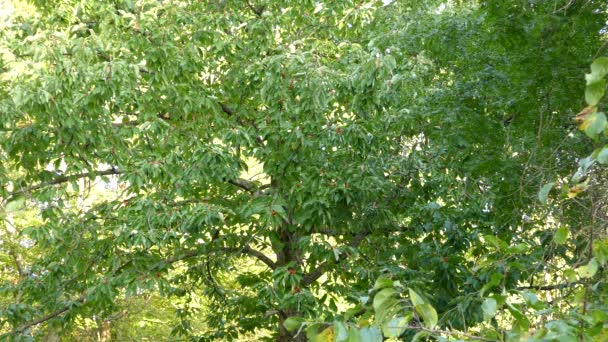 盛开的大木兰花树 夏天有一只啄木鸟在树上飞翔 — 图库视频影像